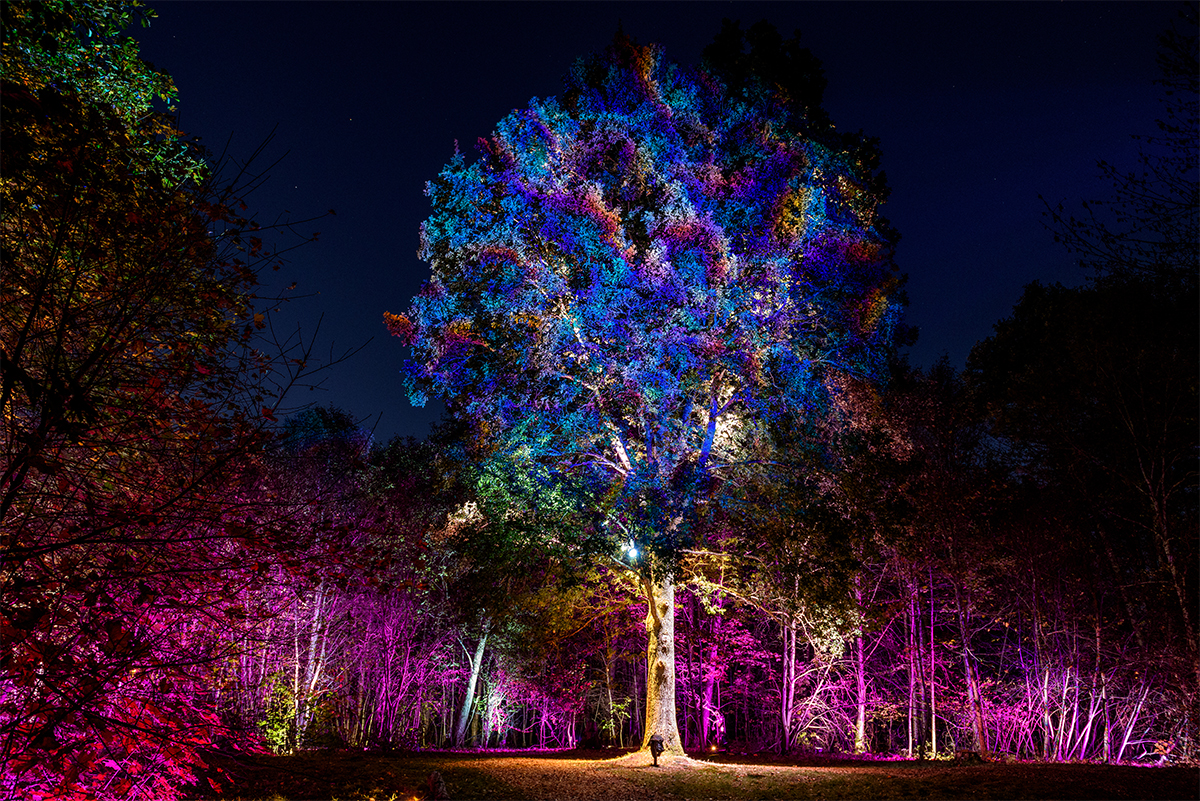 Discover how to create dramatic landscape lighting with floodlights. Boost your home’s curb appeal with expert tips for stunning outdoor effects!